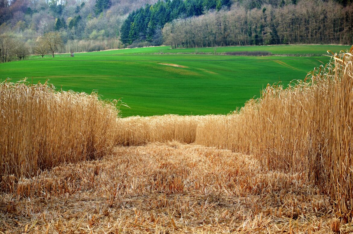 Biomass_pixabay