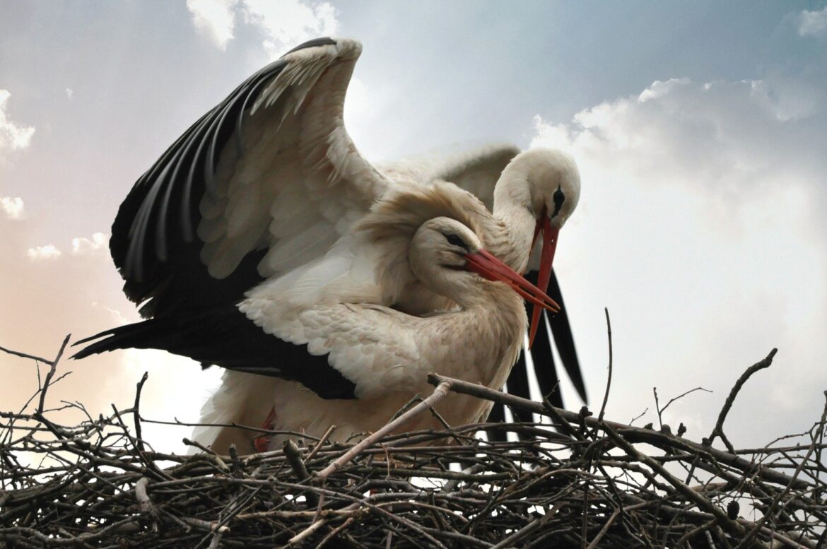 stork_pixabay