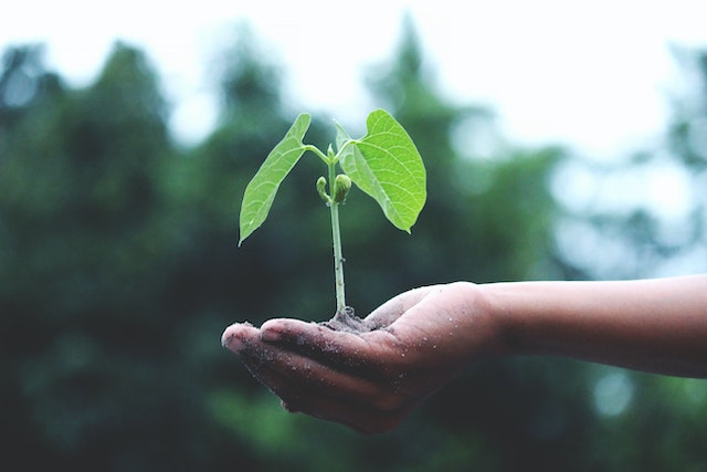 pexels-climate_change_akil-mazumder-1072824