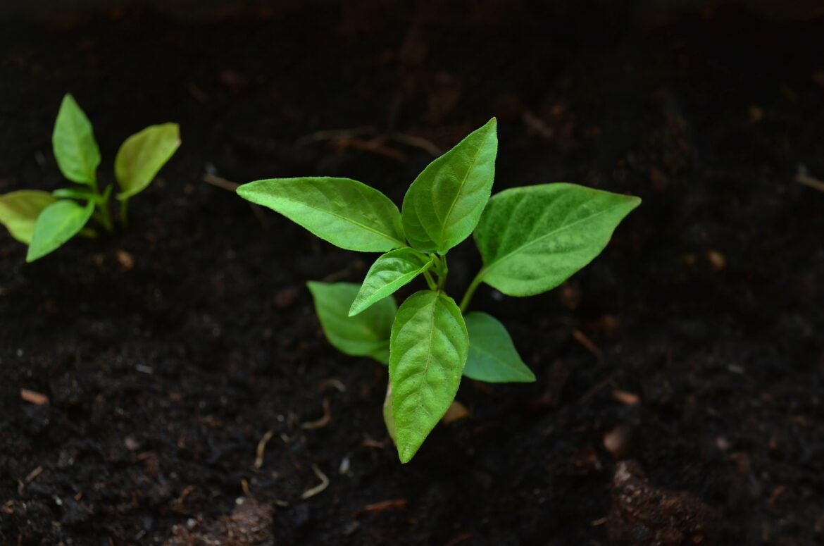 leaf-g8b076f2ab_1920