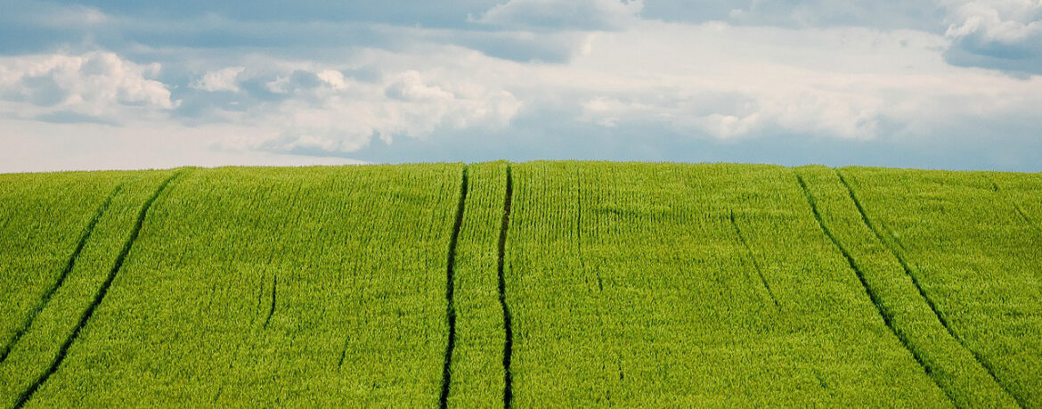 barley_fields